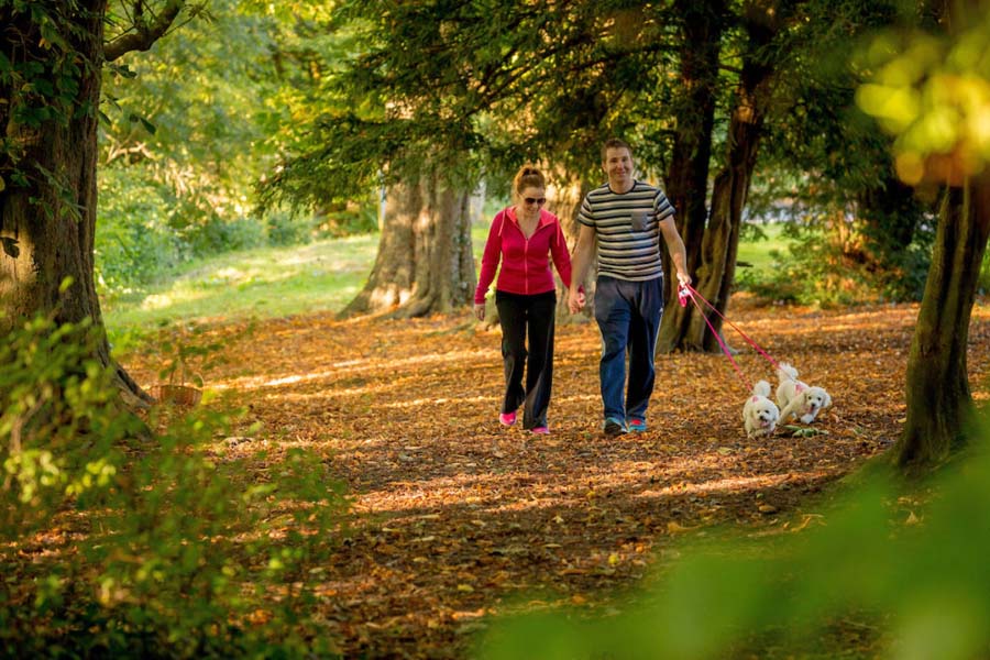 Walking through the woods bennettsbridge